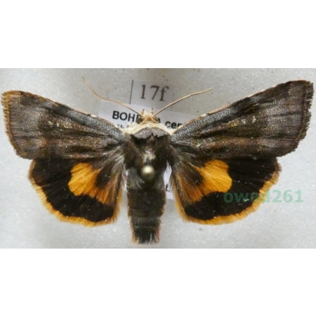 Noctua janthina Denis & Schiffermüller, 1775 Rolnica przepaska Czech17f